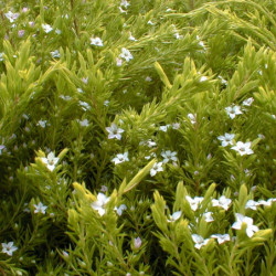 Diosma hirsuta ‘Sunset Gold’