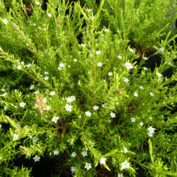 Diosma hirsuta ‘Sunset Gold’
