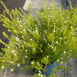 Diosma hirsuta ‘Sunset Gold’