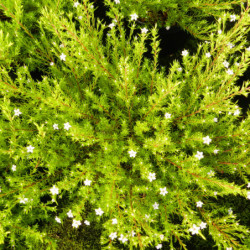 Diosma hirsuta ‘Sunset Gold’