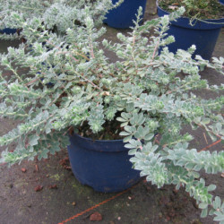 Dorycnium hirsutum 'Frejorgues'