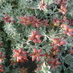 Dorycnium hirsutum 'Frejorgues'