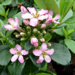 Escallonia laevis ‘Pink Elle‘