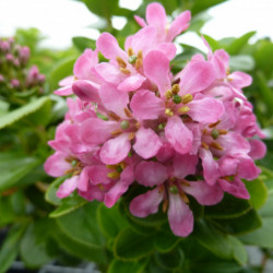 Escallonia laevis ‘Pink Elle‘