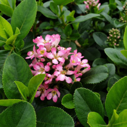 Escallonia laevis ‘Pink Elle‘