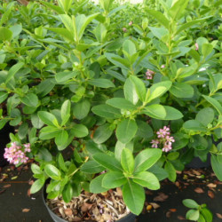 Escallonia laevis ‘Pink Elle‘