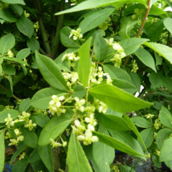 Euonymus alatus