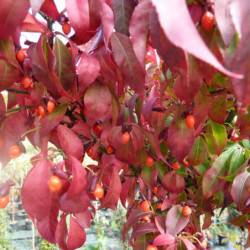 Euonymus alatus Compactus