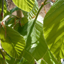 Fagus orientalis ‘Iskander’