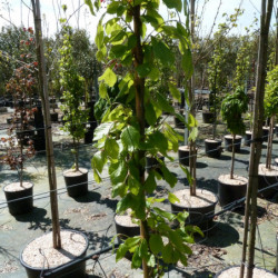 Fagus orientalis ‘Iskander’