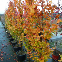 Fagus orientalis ‘Iskander’