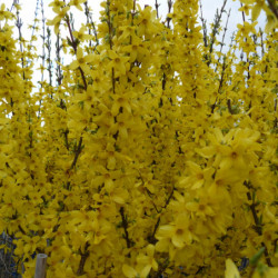 Forsythia intermedia Week-end