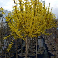 Forsythia intermedia Week-end