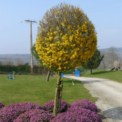 Forsythia intermedia Week-end