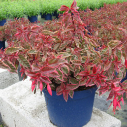 Fuchsia 'Tom West'