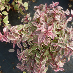Fuchsia 'Tom West'