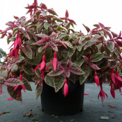 Fuchsia 'Tom West'