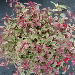 Fuchsia 'Tom West'