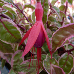 Fuchsia 'Tom West'