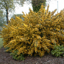 Genista 'Porlock'