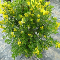 Genista 'Porlock' - genêt de Porlock