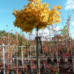 Ginkgo biloba Mariken