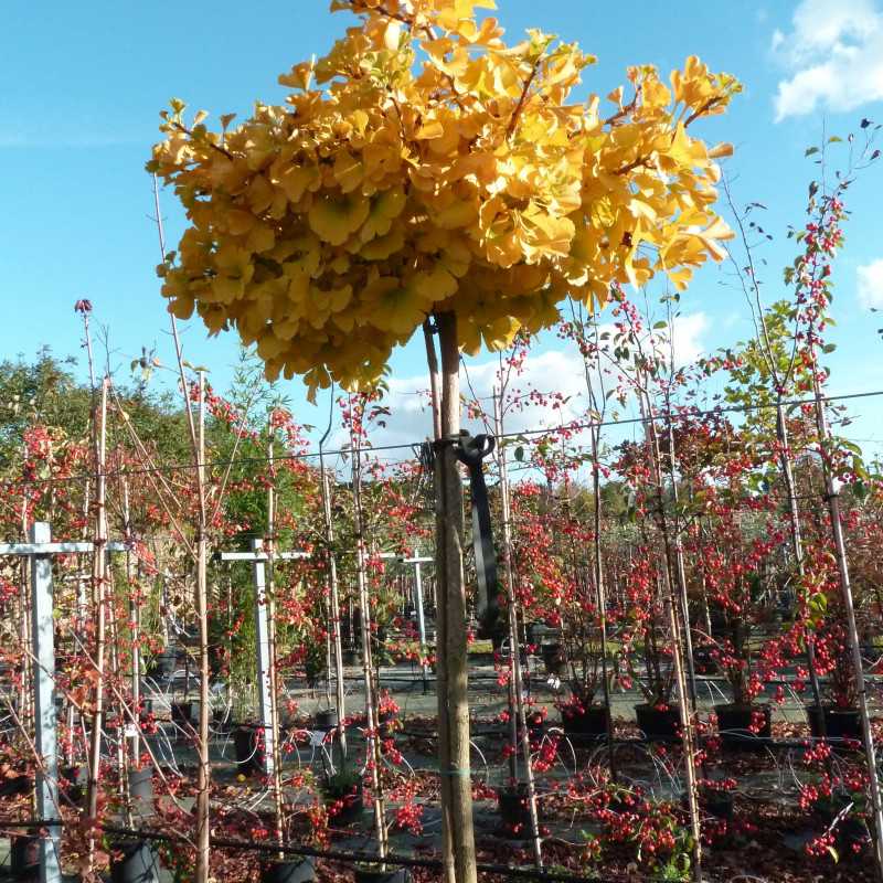 Ginkgo biloba 'Mariken' - Arbre aux quarante écus
