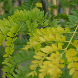 Gleditsia triacanthos 'Sunburst' - févier d'Amérique