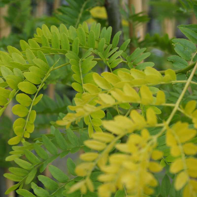 Gleditsia triacanthos 'Sunburst' - févier d'Amérique