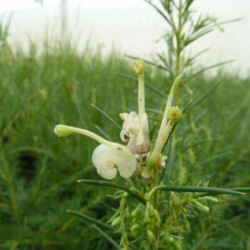 Grevillea gracilis 'Alba'