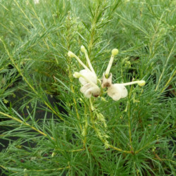 Grevillea gracilis 'Alba'