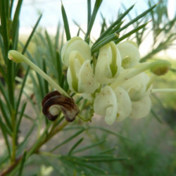 Grevillea gracilis 'Alba'