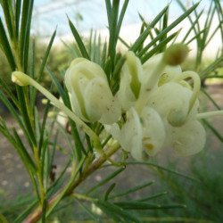 Grevillea gracilis 'Alba'