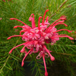 Grevillea juniperina 
