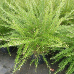 Grevillea juniperina 