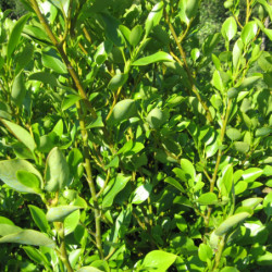 Griselinia littoralis