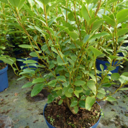 Griselinia littoralis