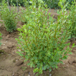 Griselinia littoralis