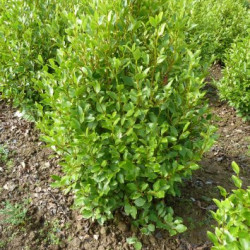 Griselinia littoralis