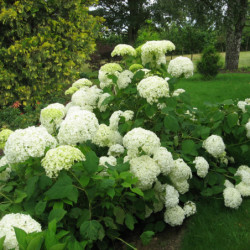 Hydrangea arborescens 'Annabelle' - Hortensia