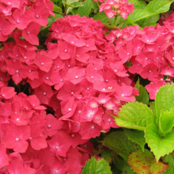 Hydrangea macrophylla Leuchtfeuer