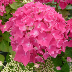Hydrangea macrophylla Leuchtfeuer