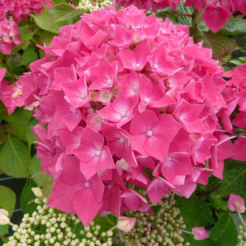 Hydrangea macrophylla Leuchtfeuer