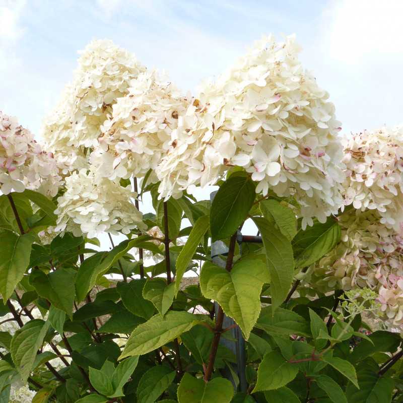 Hydrangea paniculata Limelight