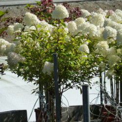 Hydrangea paniculata Limelight