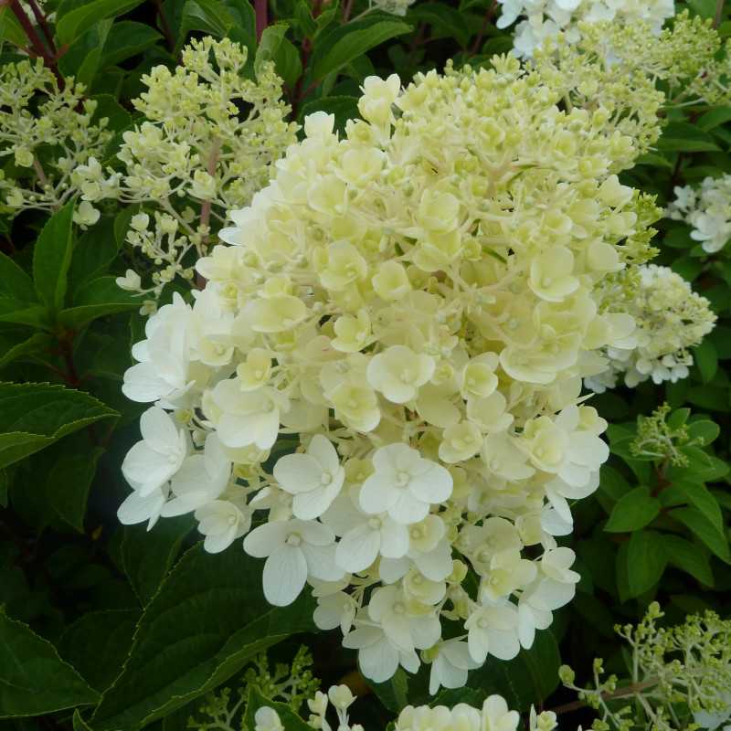Hydrangea paniculata 'Silver Dollar' - Hortensia