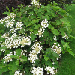 Hydrangea quercifolia