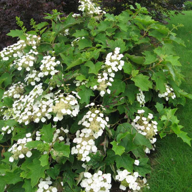 Hydrangea quercifolia