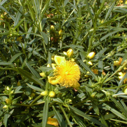 Hypericum kalmianum 'Gemo' - Millepertuis de kalmian