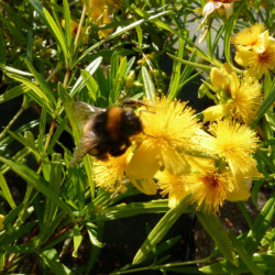Hypericum kalmianum 'Gemo' - Millepertuis de kalmian